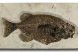 Scarce Fossil Fish (Phareodus) - Wall Mount #300196-1